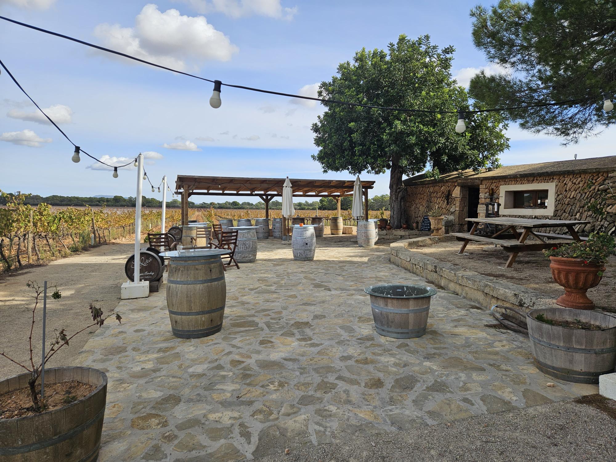 Cata de vinos con visita guiada en Bodegas Bordoy Vive una experiencia auténtica del vino en Mallorca