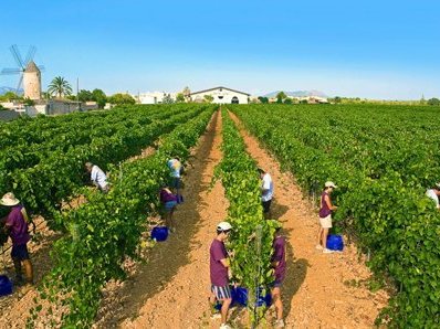 Grape Cultivation in Mallorca, Spain