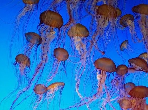 Sicurezza delle Meduse