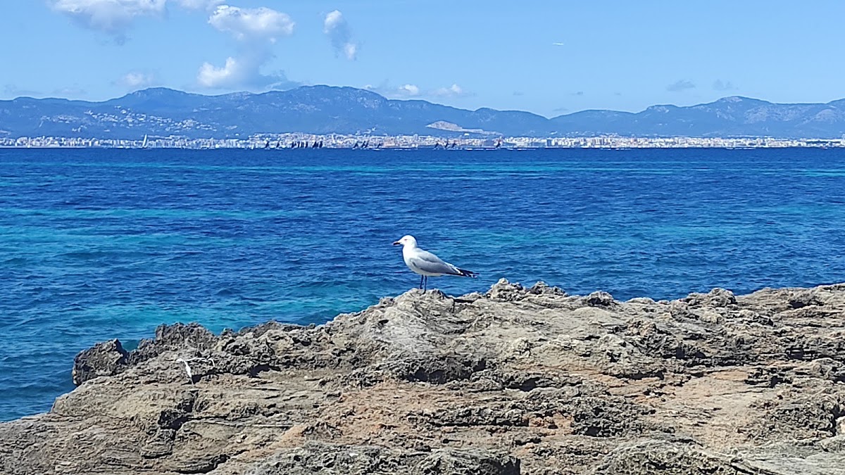 Strand Punta de ses Punxes