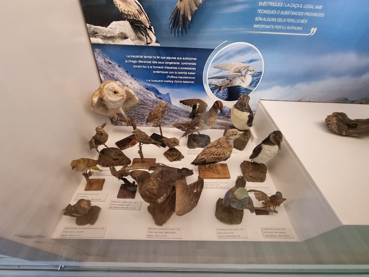 MUCBO | Museu Balear de Ciências Naturais