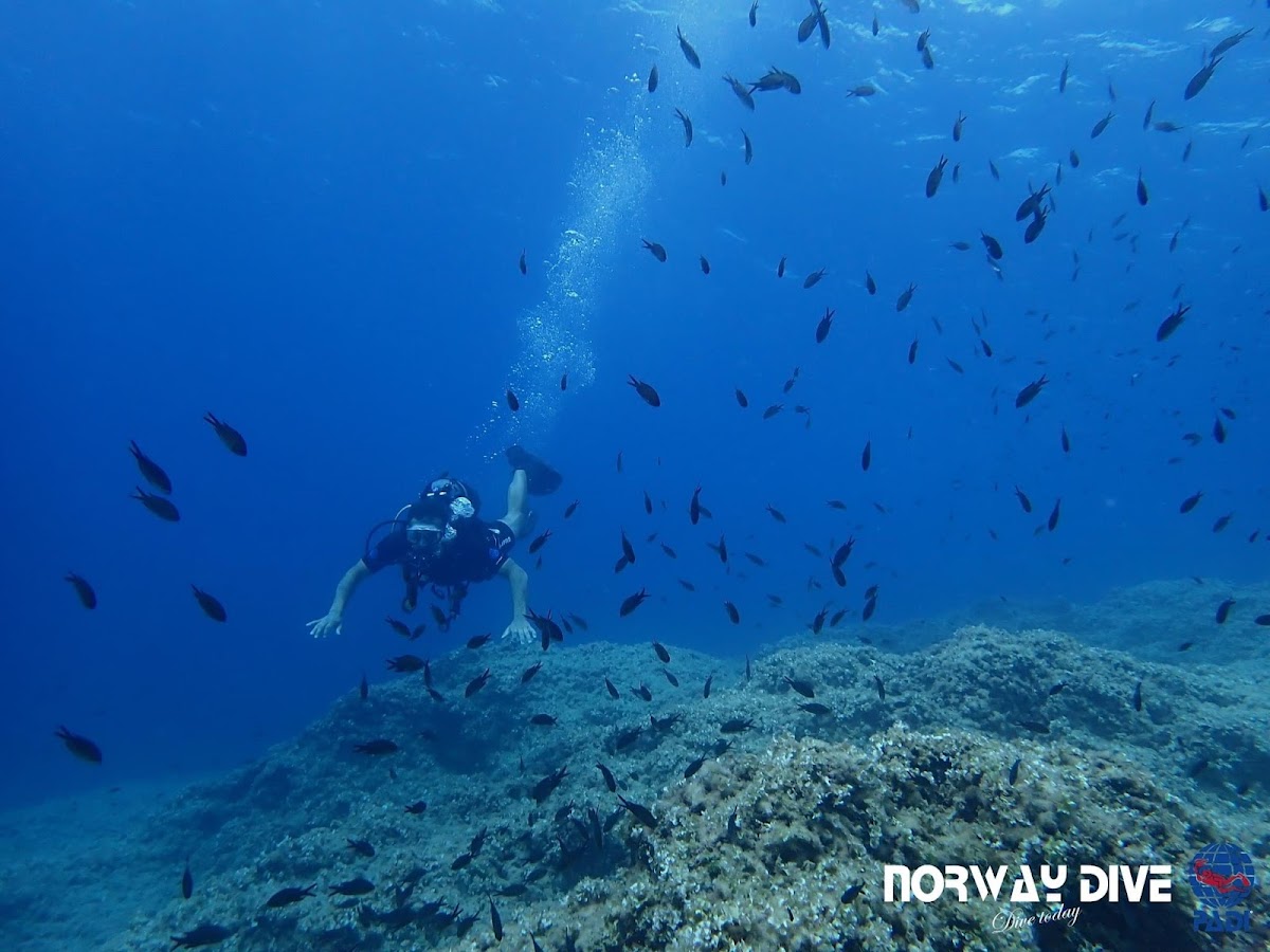 Norway Dive Mallorca - PADI 5 Star IDC Tauchzentrum
