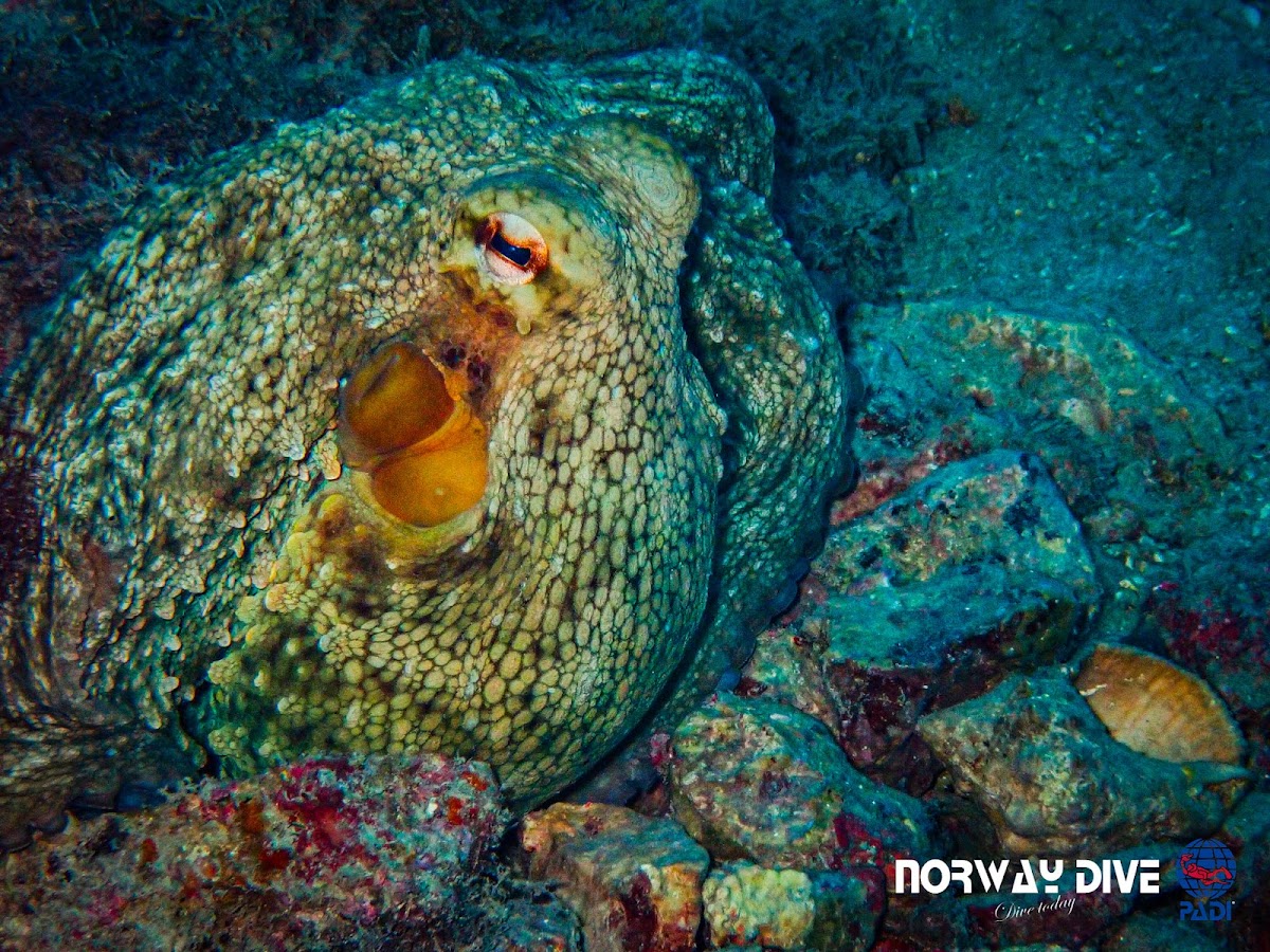 Norway Dive Mallorca - Centro de Buceo IDC 5 Estrellas PADI