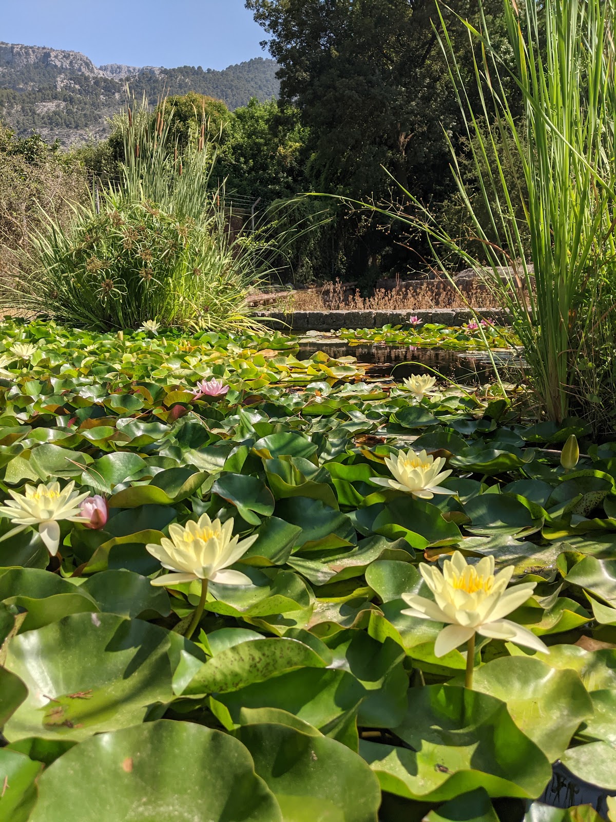 Jardim Botânico de Sóller