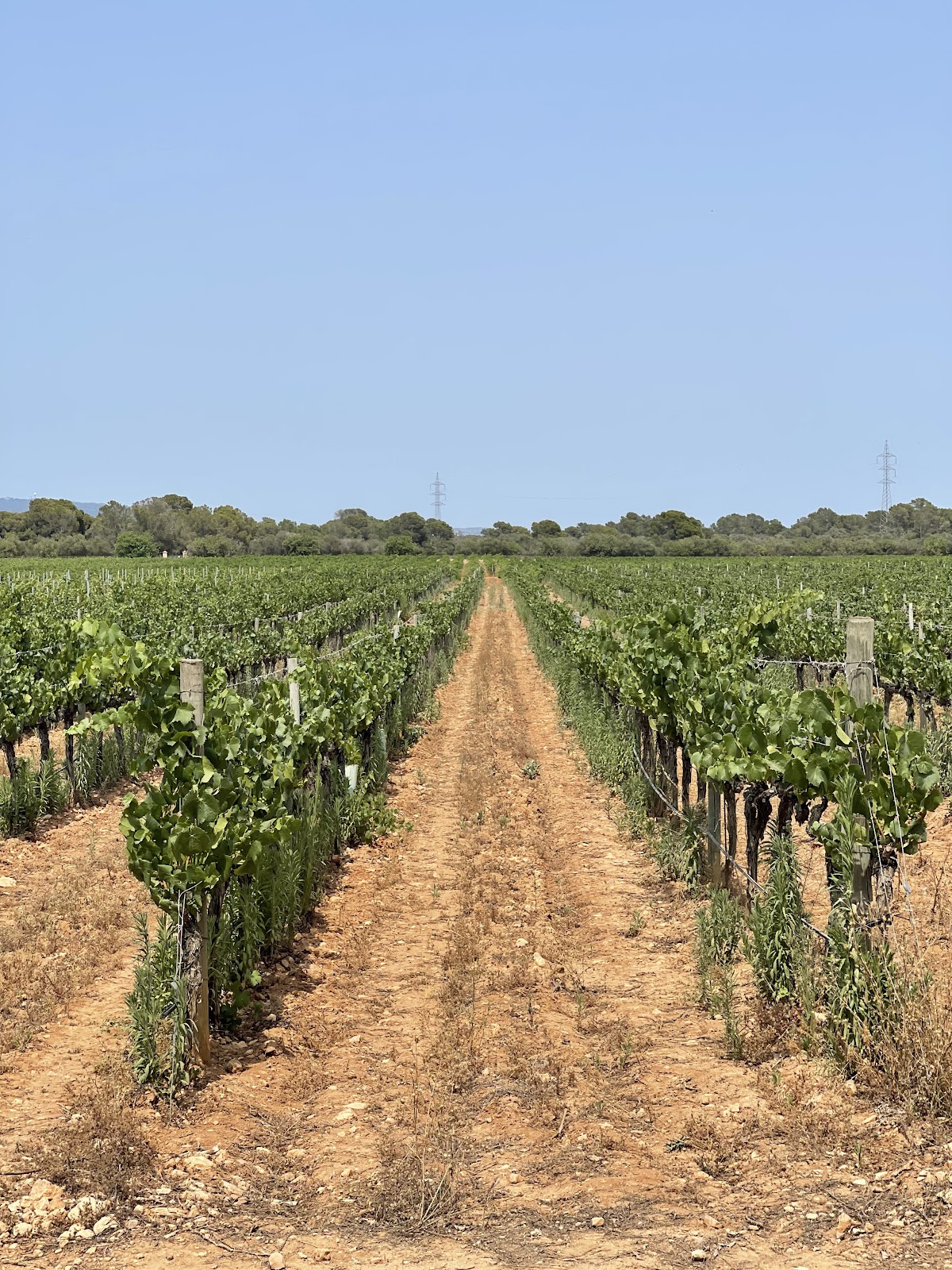 Bodegas Bordoy S.L.