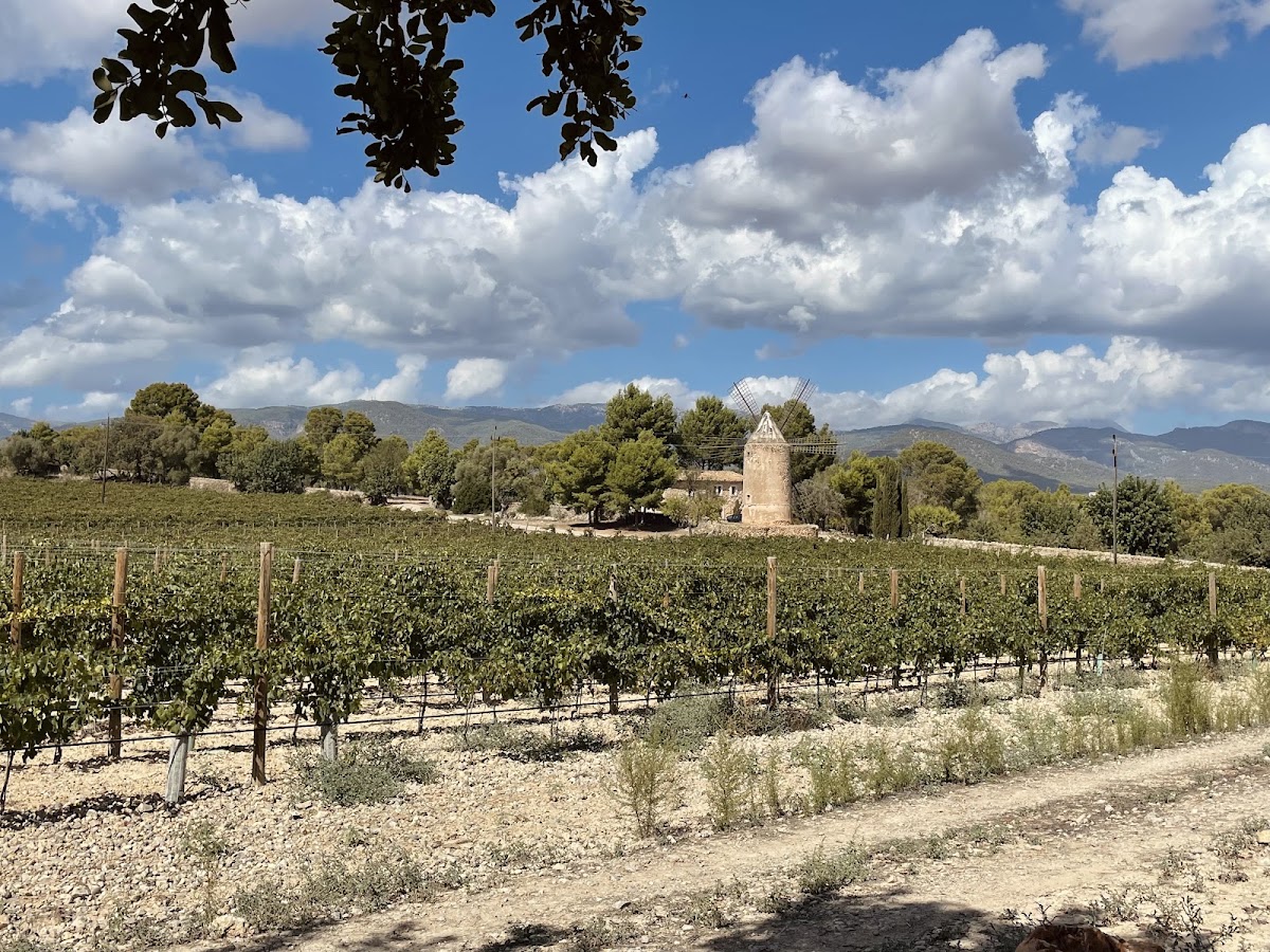 Mallorca Wine Tours